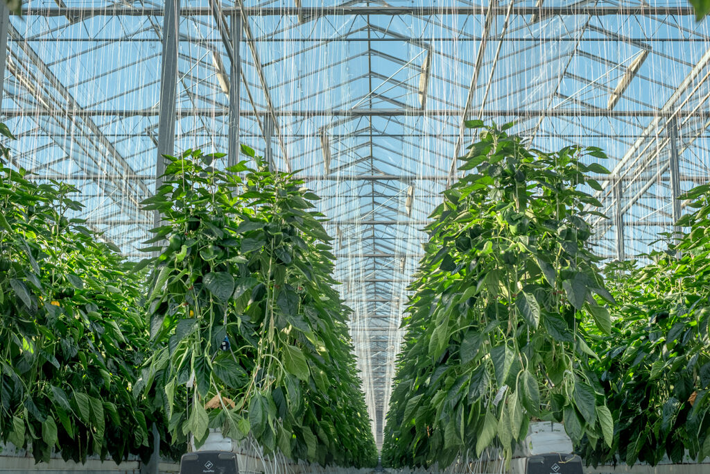 NFF_P_Phase-6_09 Apr 2019 - 1